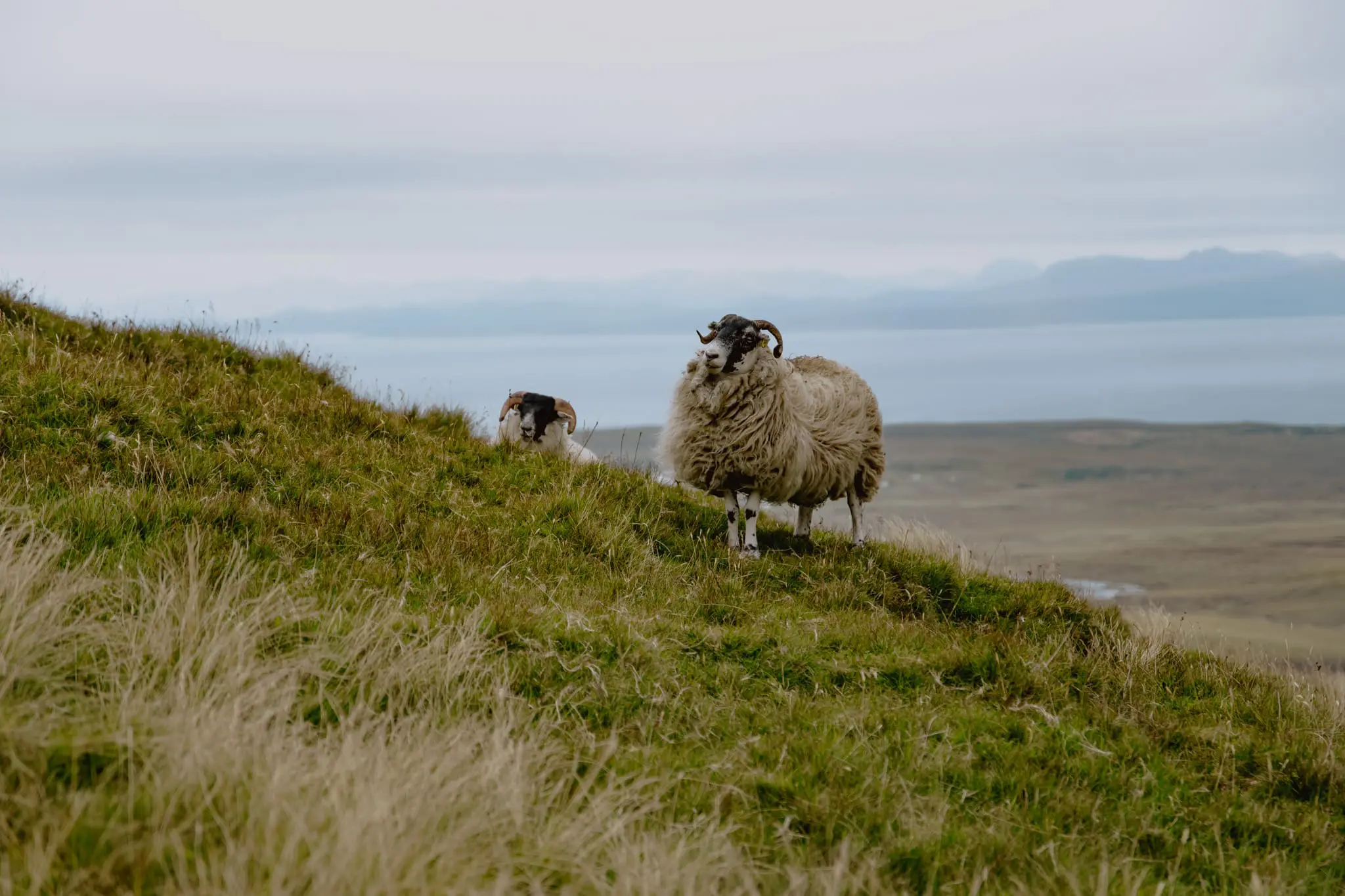 deux moutons ile de skye écosse