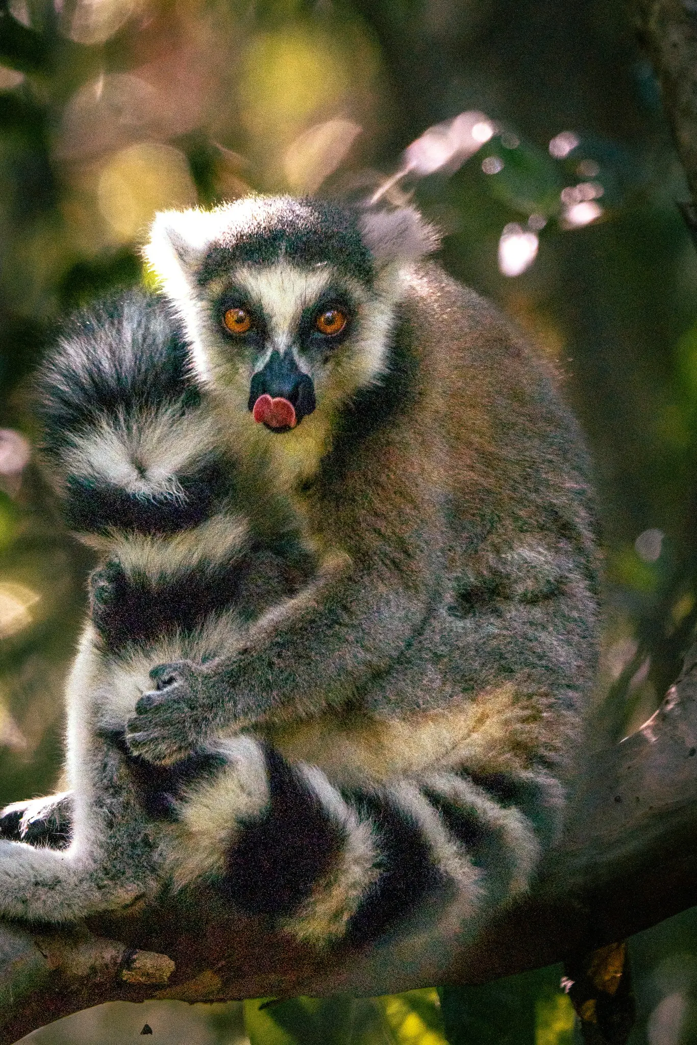 ring-tailed lemur with tongue out in Madagascar