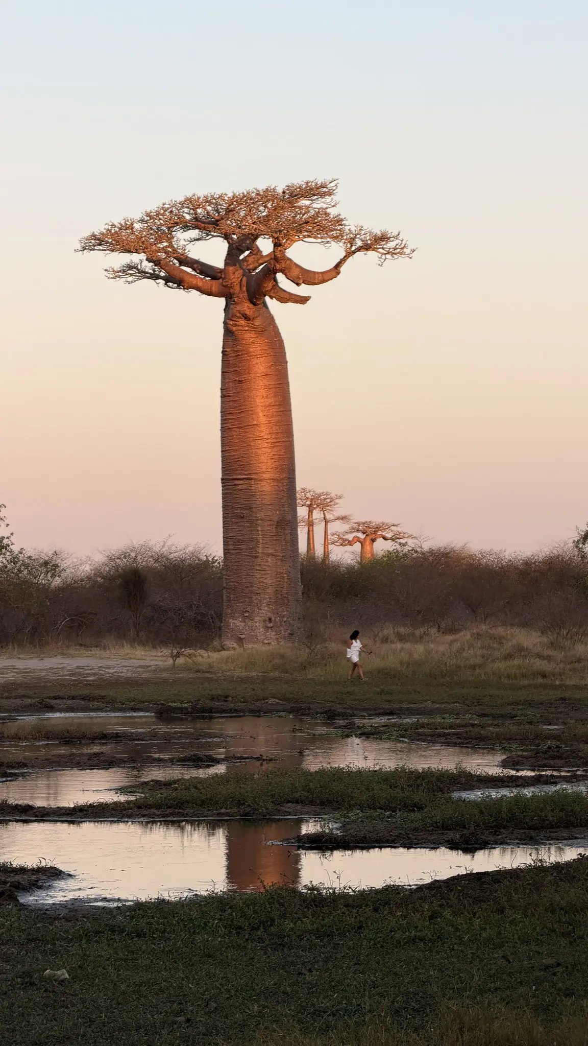 person walking past baobab trees at sunset in Madagascar