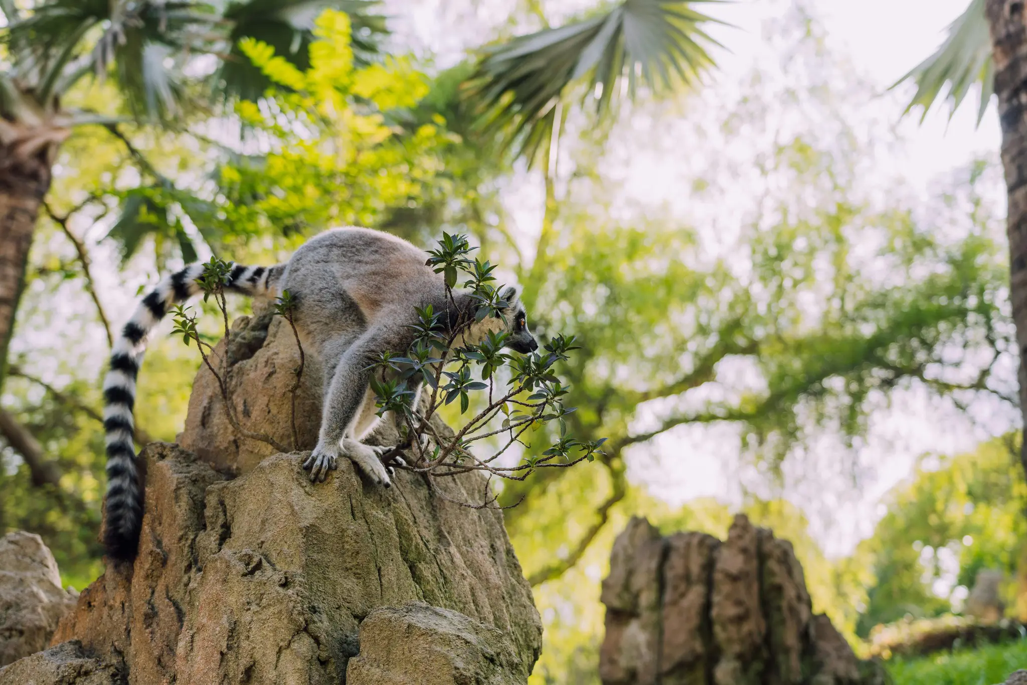 ring-tailed lemur climbing on rocks in a lush environment
